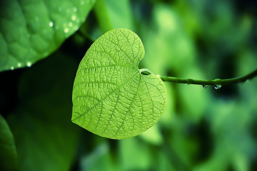 如何让清洁生意搭上绿色清洁文化的便车